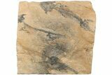 Three Discosauriscus (Permian Reptiliomorph) With Pos/Neg Split #125592-7